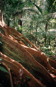 Baum mit Blattwurzeln im Regenwald in der Nähe von Mt. Saint Catherine