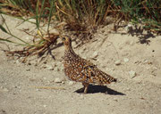 Das Tüpfelflughuhn, engl. „Burchell's sandgrouse” (Pterocles burchelli) – hier ein Weibchen -  trägt seinen Namen zu Ehren des englischen Naturforschers William John Burchell. Beide Eltern bringen in ihrem Brustgefieder Wasser zu den Küken (monogame Art).