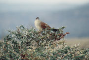 Das ist kein Greifvogel, sondern ein Weissbrauenkuckuck (Centropus suberciliosus). Dieser Kuckuck baut übrigens ein Nest und zieht seine Jungen selber gross. (Lake Manyara NP)