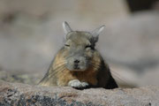 Die „Viscacha-Siedlung“ befindet sich nahe bei der Einfahrt zum Lauca NP. Die Berg-Viscachas, die sich hier genüsslich sonnten, sind nicht dieselben, wie die fast doppelt so grossen Flachland-Viscachas (Lagostomus maximus), der Grasebenen Südamerikas.