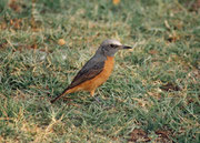 Hier dürfte es sich um einen Kurzzehenrötel (Monticola brevipes) handeln, der vom südlichen Angola über Namibia bis Südafrika vorkommt und als endemisch bezeichnet werden kann. Er sucht sein Futter (Wirbellose und Früchte) meist am Boden.