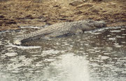 In diesem letzten grösseren Wasserloch lebten, zusammen mit den Flusspferden und ohne ihnen etwas zu tun, auch einige Nilkrokodile (Crocodylus niloticus). Hier ein besonders mächtiges Exemplar. Das Tier war etwa 5 Meter lang.