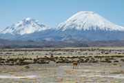 Eindrucksvolle Landschaft im Lauca NP mit den Vicunjas im Vordergrund und den beiden Vulkanriesen Pomerape (6286 m) und Parinacota (6342 m) im Hindergrund.