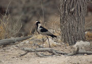 Ein Waffenkiebitz (Vanellus armatus). Seinen Namen hat er wegen seines Alarmrufs, ein wiederholtes metallisches „tink, tink, tink“, das tönt wie wenn ein Schmied mit seinem Hammer auf den Amboss schlägt. Eigentlich ist er ein Bewohner von Feuchtgebieten.