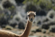 Es mag gelingen, ein Vikunja auch von Nahem aufzunehmen, aber die Tiere sind fast noch scheuer als die Guanacos. Vicunjas sind nie domestiziert worden. Heute dürfen die Eingeborenen Vicugnas in speziellen Gattern einmal im Jahr einfangen und sie scheren.