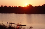 Kurz nach Sonnenaufgang fuhren wir auf Safari zum Shingwedzi Fluss. Dabei muss man sich warm anziehen, denn in den Wintermonaten kann es im südlichen Afrika sehr kalt sein. Es bestätigte sich auch nicht, dass dies die beste Zeit für Tierbeobachtungen ist.