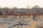 Plötzlich wurde die Löwin vom vordersten Impala entdeckt. Es schnaubte warnend und alle Tiere erstarrten sogleich und blieben regungslos stehen. Einige Augenblicke später stob die Herde davon. Vielleicht war die - gut genährte - Löwin nicht sehr hungrig..