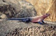 Agame (Agama mwanzae), hier ein Männchen in der Nähe der Eingangspforte zum Serengeti NP. Das Verbreitungsgebiet dieser Art liegt inselartig innerhalb des Verbreitungsgebietes der ähnlichen Siedleragame (Agama agama ).
