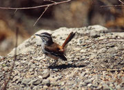 Weissbrauen-Heckensänger (Cercotrichas leucophrys ?) (Olduvai Gorge)