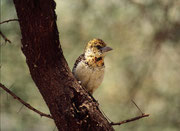 Schwarzrücken-Bartvogel (Trachyphonus vaillantii) Weibchen. Das Männchen ist ein richtiger Prachtsvogel mit einer kecken Haube. (Lake Manyara NP).