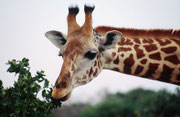 Mit ihrer langen, fast schlangenartigen Zunge pflückt die Massai-Giraffe (Giraffa camelopardis tippelskirchi) auch in den dornigsten Bäumen die feinsten Blättchen (Tsavo East)