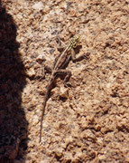 Dies ist eine Siedleragame (Agama agama). Die Tiere können ihre Farbe wechseln, je nach Tageszeit, Alter, Geschlecht und Dominanz. Bei diesem Tier könnte es sich um ein Weibchen oder aber ein um ein jüngeres Männchen handeln. (Spitzkoppe).