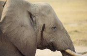 ...insbesondere, weil dieser Elefantenbulle eventuell sogar in Musth war, wie das Sekret, das aus der Schläfendrüse rinnt, zeigt (Amboseli)