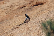Bei unserem Picknick werden wir von einem Kaptäubchen (Oena capensis), auch Maskentäubchen genannt, beobachtet. Es handelt sich bei dieser Art mit einem auffälligen Geschlechtsdimorphismus um eine der kleinsten Taubenarten (nur etwa 40 g schwer).