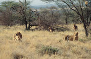 Zusammen mit den Jungtieren, zählten wir 8 Löwen in diesem Rudel (Samburu)