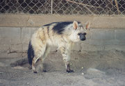 Beim Nachtessen, tauchte plötzlich aus der Dunkelheit dieser zahme Erdwolf (Proteles cristata) auf. Mit seinen 8-12 kg Gewicht, ist er der kleinste Vertreter der Hyänen und frisst hauptsächlich Termiten. Seine Backenzähne sind denn auch winzige Stifte.