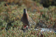 Die Galapagostaube (Zenaida galapagoensis) ist auf Galapagos endemisch. Sie lebt im trockenen, felsigen Flachland mit einzelnen Bäumen und Büschen, ernährt sich vor allem von Pflanzensamen und brütet ganzjährig. Die IUCN stuft sie als „ungefährdet“ ein.