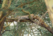 Auf diesen Leopard (in der Nähe eines Zeltplatzes…) wurden wir durch den Lärm einer Paviangruppe aufmerksam, die ihn zu vertreiben suchte. Vielleicht hatte er sogar vorher einen ihrer Sippe gefressen. (man beachte seinen runden Bauch).