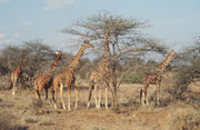 Wunderschöne Netzgiraffen (Giraffa camelopardis reticulata) (Samburu)