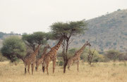 Die Massai Giraffen (Giraffa camelopardis tippelskirchi) bleiben das ganze Jahr über in der Serengeti. Als Blattfresser brauchen sie nicht, wie die Grasfresser Gnu und Zebra weite Wanderungen zu unternehmen, um die erforderliche Nahrung zu finden.
