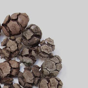 Piatto " Galbule " [ gemme del cipresso ] p.d.a. 2013 ( particolare )