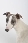 portrait de whippet