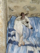 le whippet dans sa couverture