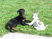 le whippet et le beauceron