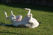 la roulade du whippet