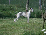 le statique naturel chez le jeune whippet