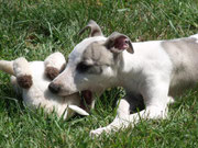 le whippet et son jouet