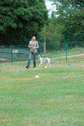 Whippet en slalom