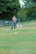 Whippet en slalom