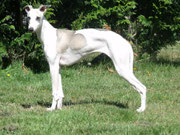 une jeune whippet