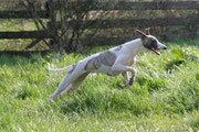 le whippet à vue sur leurre