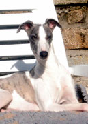 jolie portrait de whippet