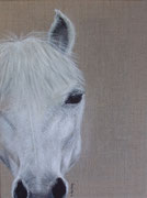"Cheval blanc" - acrylique - 30 x 40 cm