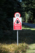 Achtung Eichhörnchen