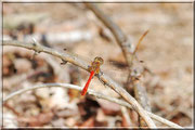 Sympetrum sanguineum_ St Sever_Le Gast (14) _Le 10 Août 2012