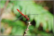 Sympetrum sanguineum_ St Sever_Le Gast (14) _Le 10 Août 2012