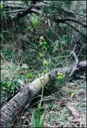 Ophrys aymoninii Roc des Hourtous (48) 01/06/2002