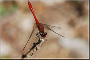 Sympetrum sanguineum_ St Sever_Le Gast (14) _Le 10 Août 2012