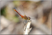 Sympetrum sanguineum_ St Sever_Le Gast (14) _Le 10 Août 2012