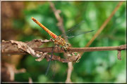 Sympetrum sanguineum_ St Sever_Le Gast (14) _Le 10 Août 2012