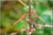 Sympetrum sanguineum_ St Sever_Le Gast (14) _Le 10 Août 2012