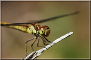 Sympetrum striolatum_St Sever_Le Gast_(14)_Le 10 Août 2012