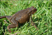 Crapaud commun - Bufo bufo-Vire (14) Le 19-08-2009