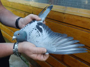 1ter Konkurs DV 08695-12-0041 Vogel