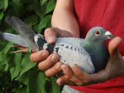 1ter Konkurs DV 08695-12-0041 Vogel
