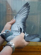 1ter Konkurs DV 08695-12-0041 Vogel